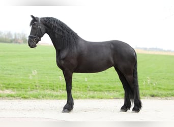 Friesen, Stute, 11 Jahre, 168 cm, Rappe