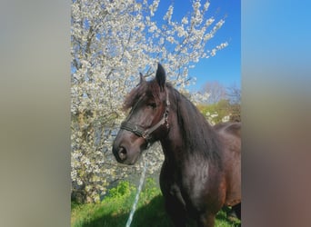 Friesen Mix, Stute, 11 Jahre