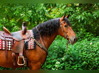 Friesen Mix, Stute, 12 Jahre, 152 cm, Rotbrauner