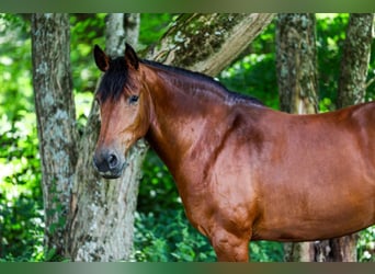 Friesen Mix, Stute, 12 Jahre, 152 cm, Rotbrauner