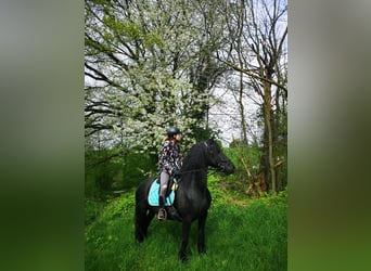 Friesen, Stute, 12 Jahre, 156 cm, Rappe