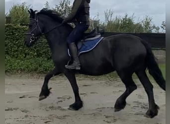 Friesen, Stute, 12 Jahre, 157 cm, Rappe