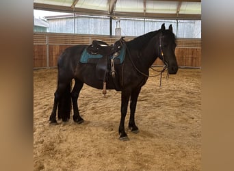 Friesen Mix, Stute, 12 Jahre, 158 cm, Rappe