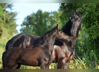 Friesen, Stute, 12 Jahre, 160 cm, Rappe