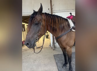 Friesen Mix, Stute, 12 Jahre, 163 cm, Dunkelbrauner