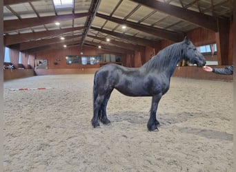 Friesen, Stute, 12 Jahre, 163 cm, Rappe