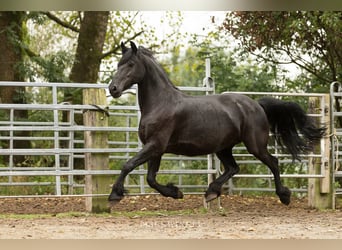 Friesen, Stute, 12 Jahre, 163 cm, Rappe