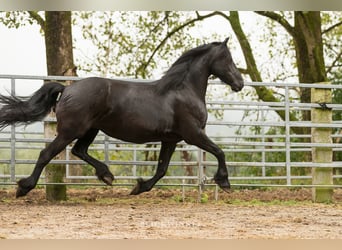 Friesen, Stute, 12 Jahre, 163 cm, Rappe