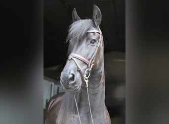 Friesen, Stute, 12 Jahre, 167 cm, Rappe