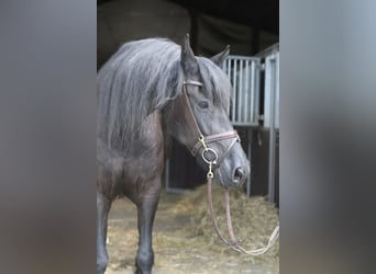 Friesen, Stute, 12 Jahre, 167 cm, Rappe