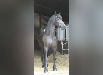 Friesen, Stute, 12 Jahre, 167 cm, Rappe