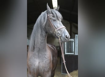 Friesen, Stute, 12 Jahre, 167 cm, Rappe