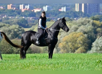 Friesen, Stute, 12 Jahre, 168 cm, Rappe