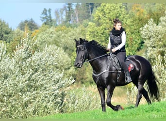 Friesen, Stute, 12 Jahre, 168 cm, Rappe
