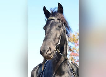 Friesen, Stute, 12 Jahre, 168 cm, Rappe