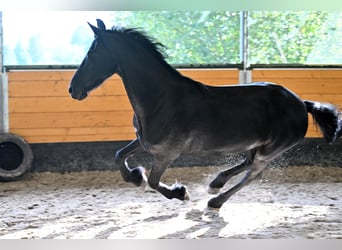 Friesen, Stute, 12 Jahre, 168 cm, Rappe