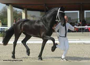 Friesen, Stute, 12 Jahre, 168 cm, Rappe