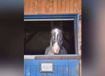 Friesen Mix, Stute, 12 Jahre, 170 cm