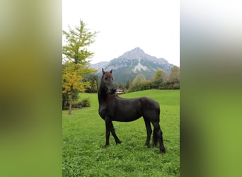 Friesen, Stute, 12 Jahre