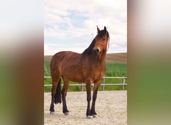 Friesen Mix, Stute, 13 Jahre, 154 cm, Brauner