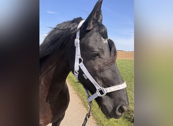 Friesen, Stute, 13 Jahre, 154 cm, Rappe