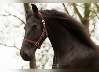 Friesen, Stute, 13 Jahre, 161 cm, Rappe