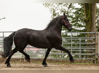 Friesen, Stute, 13 Jahre, 161 cm, Rappe