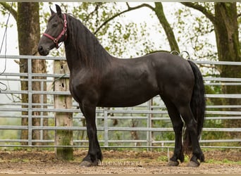 Friesen, Stute, 13 Jahre, 161 cm, Rappe