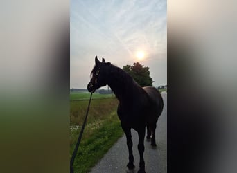 Friesen Mix, Stute, 13 Jahre, 164 cm, Rappe