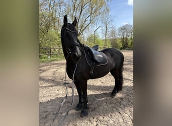 Friesen, Stute, 13 Jahre, 166 cm, Rappe