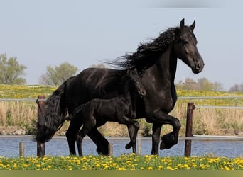 Friesen, Stute, 13 Jahre, 166 cm, Rappe
