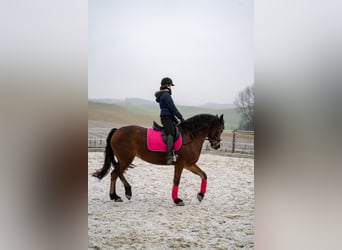 Friesen Mix, Stute, 14 Jahre, 154 cm, Brauner
