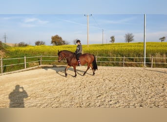 Friesen Mix, Stute, 14 Jahre, 156 cm, Brauner