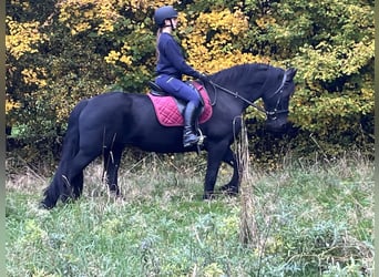 Friesen, Stute, 14 Jahre, 156 cm, Rappe
