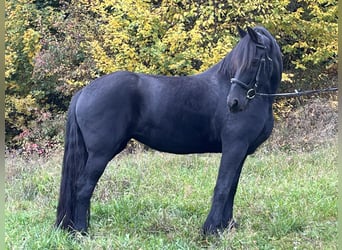 Friesen, Stute, 14 Jahre, 156 cm, Rappe
