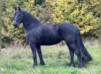 Friesen, Stute, 14 Jahre, 156 cm, Rappe
