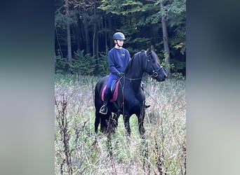 Friesen, Stute, 14 Jahre, 156 cm, Rappe
