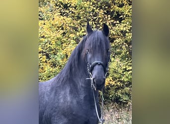 Friesen, Stute, 14 Jahre, 156 cm, Rappe
