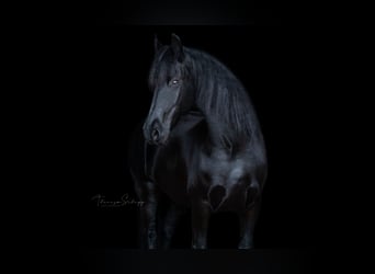 Friesen, Stute, 14 Jahre, 160 cm, Rappe