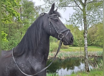 Friesen, Stute, 14 Jahre, 164 cm, Rappe
