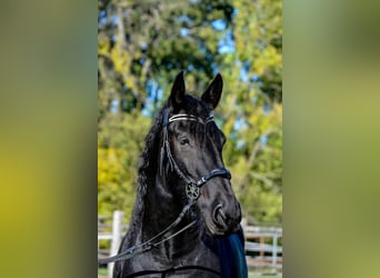 Friesen, Stute, 14 Jahre, 164 cm, Rappe