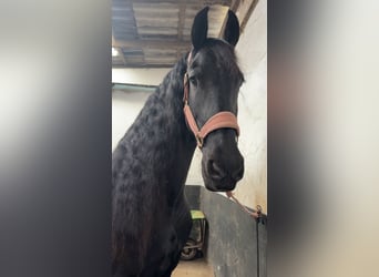 Friesen, Stute, 14 Jahre, 167 cm, Rappe