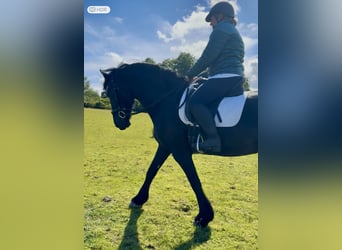 Friesen, Stute, 14 Jahre, 168 cm, Rappe