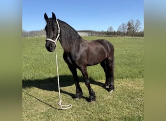 Friesen, Stute, 15 Jahre, 155 cm, Rappe