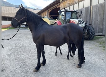 Friesen, Stute, 15 Jahre, 156 cm