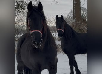 Friesen, Stute, 15 Jahre, 160 cm, Rappe