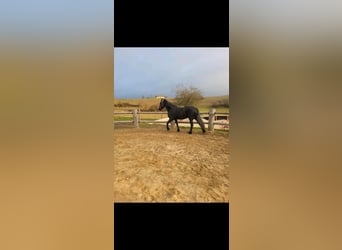 Friesen, Stute, 15 Jahre, 160 cm, Rappe