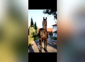 Friesen, Stute, 15 Jahre, 160 cm, Rappe