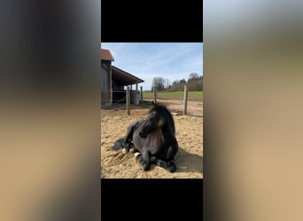 Friesen, Stute, 15 Jahre, 160 cm, Rappe