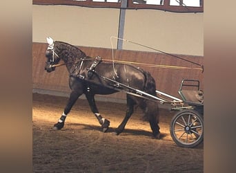 Friesen, Stute, 15 Jahre, 162 cm, Rappe
